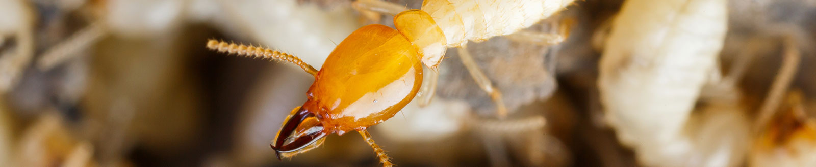 Termite Control in the Shoals Area