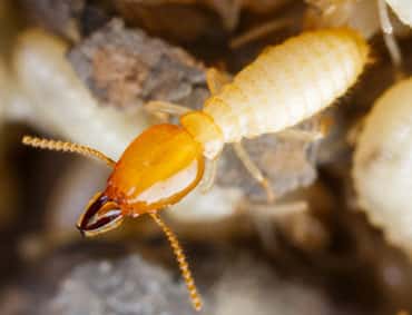 Termite Control