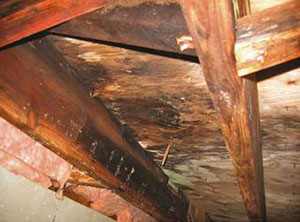 Crawle Solutions Bohannon Services 256 980 0688 Crawle Solutions Bohannon Services 256 980 0688
